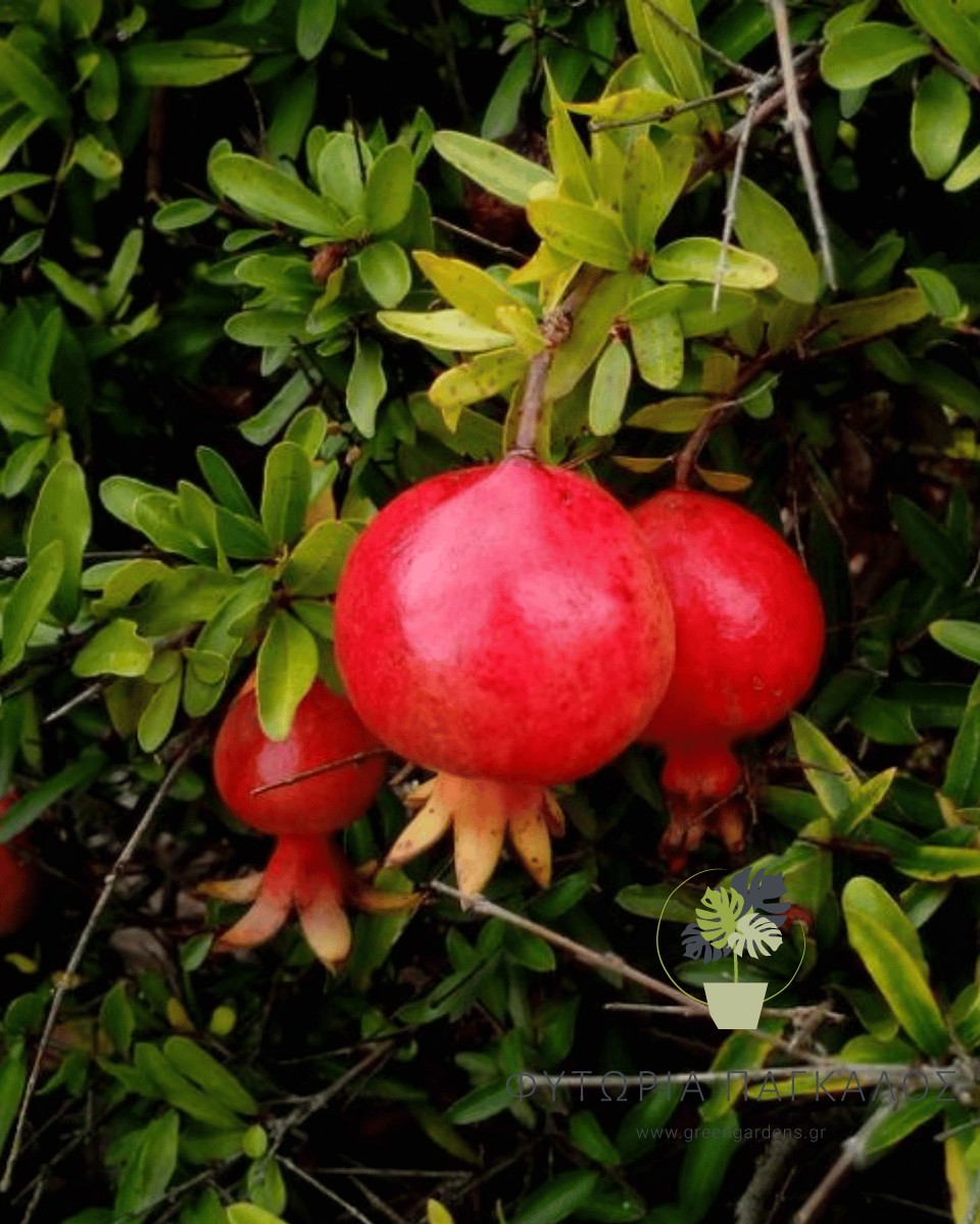 Ροδιά Ερμιόνης (Punica granatum) | Ελληνική Ποικιλία με Γλυκούς Καρπούς - 3